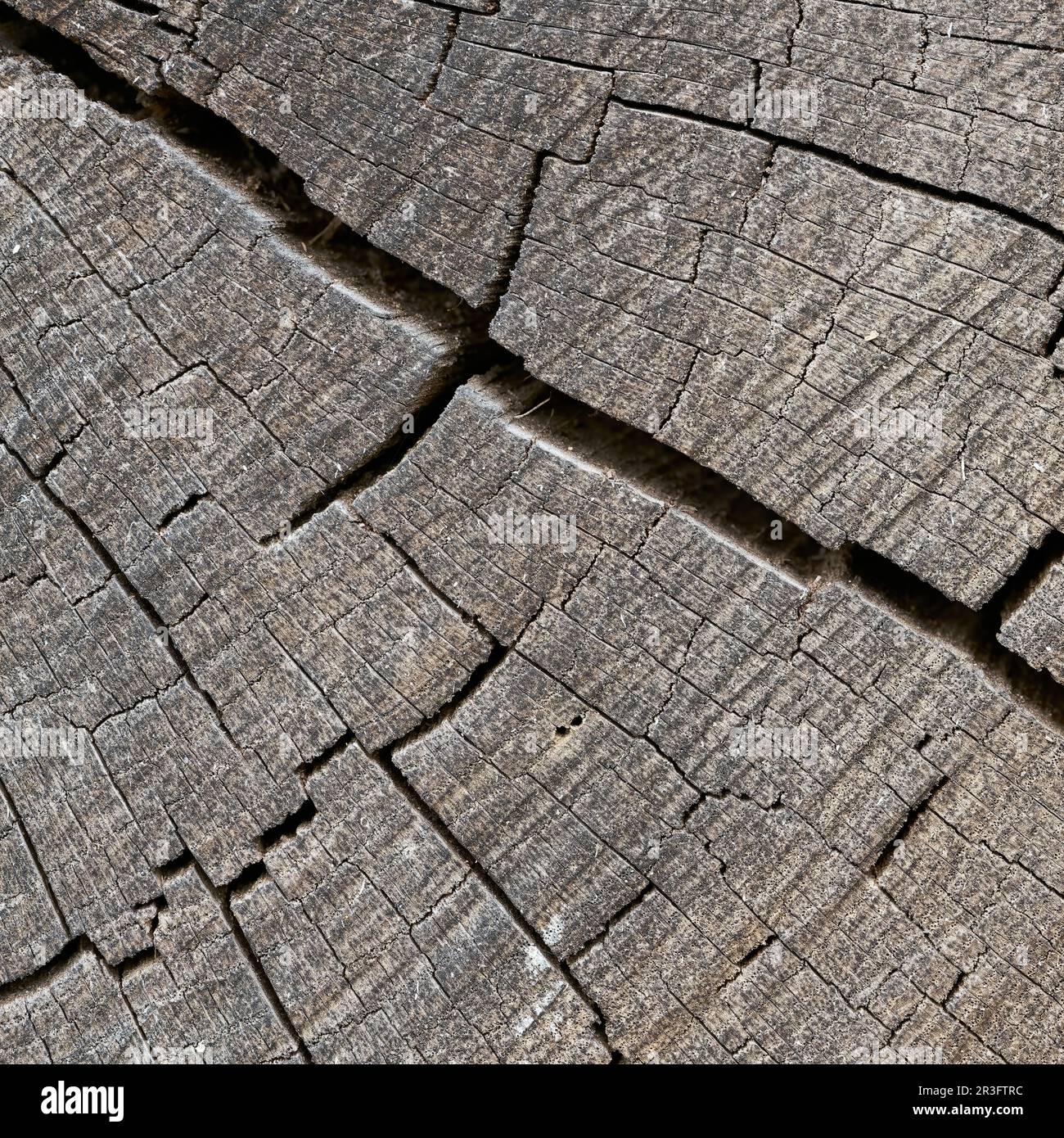 Holz einer alten verwitterten Eiche mit Rissen und Jahresringen Stockfoto