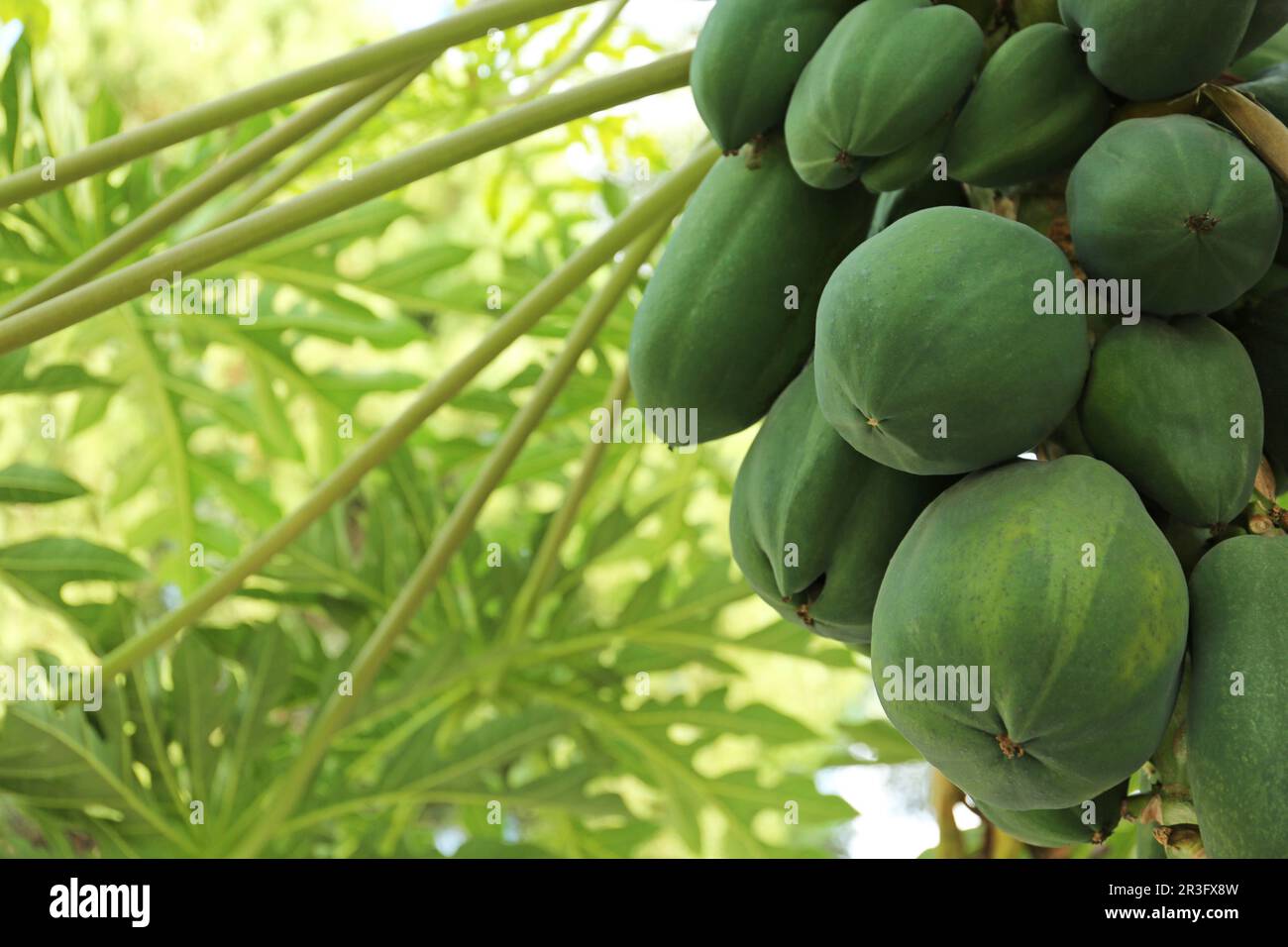 Unreife Papaya-Früchte wachsen auf Bäumen im Freien, Nahaufnahme. Platz für Text Stockfoto