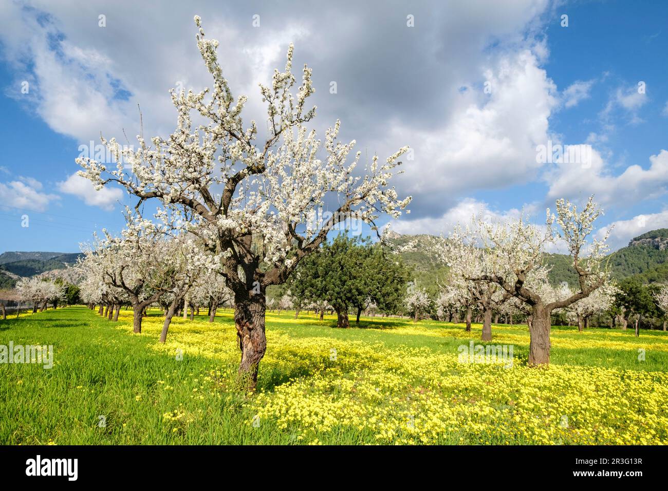 Almendros floridos, Prunus dulcis, Son Maixella, Mallorca, Balearen, Spanien. Stockfoto