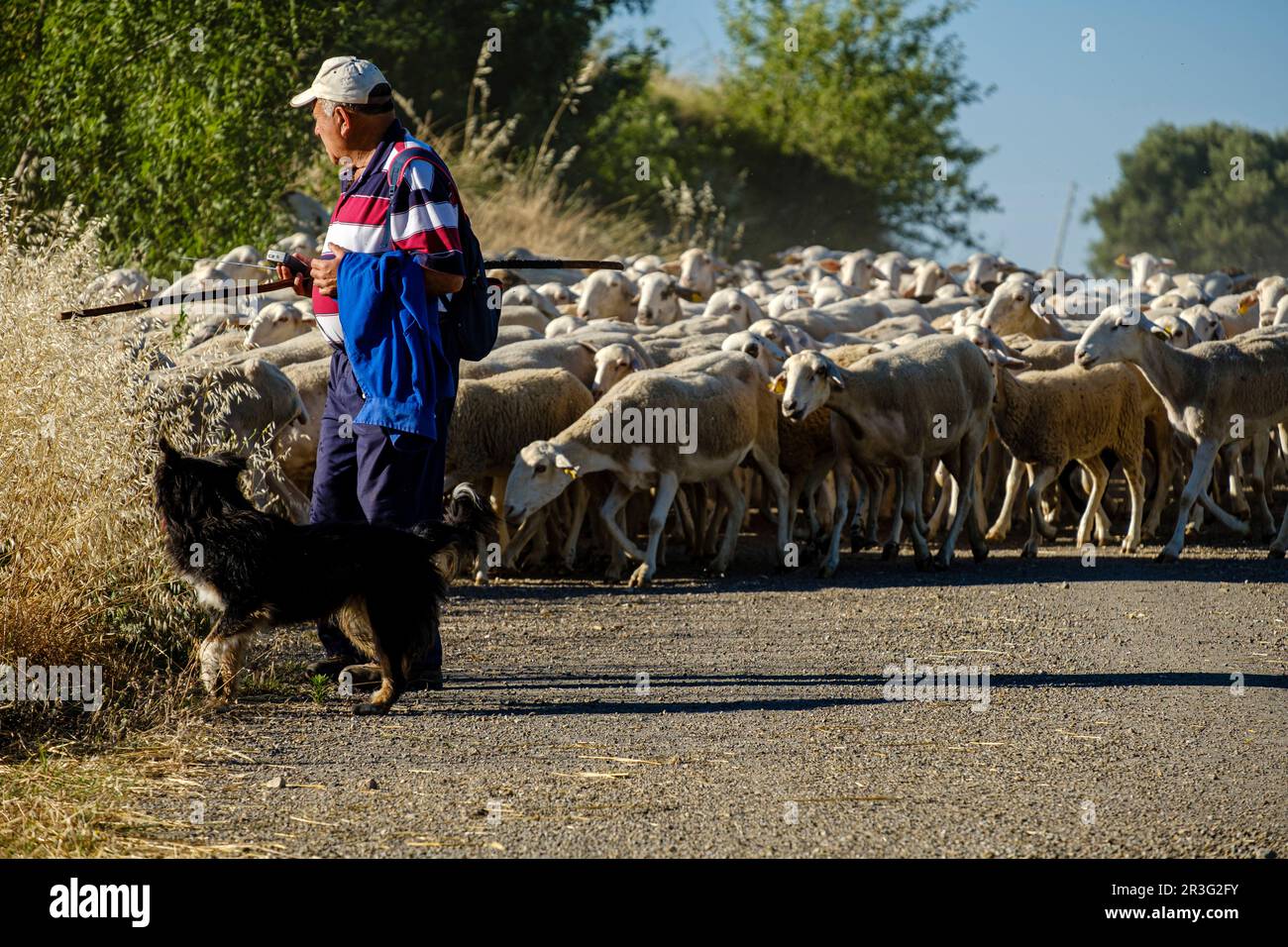 Hirte mit einer Herde Schafe, Loarre, Spanien. Stockfoto