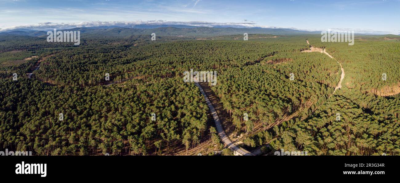 Bosque de pino silvestre, Pinus sylvestris, Navaleno, Soria, Comunidad Autónoma de Castilla, Spanien, Europa. Stockfoto