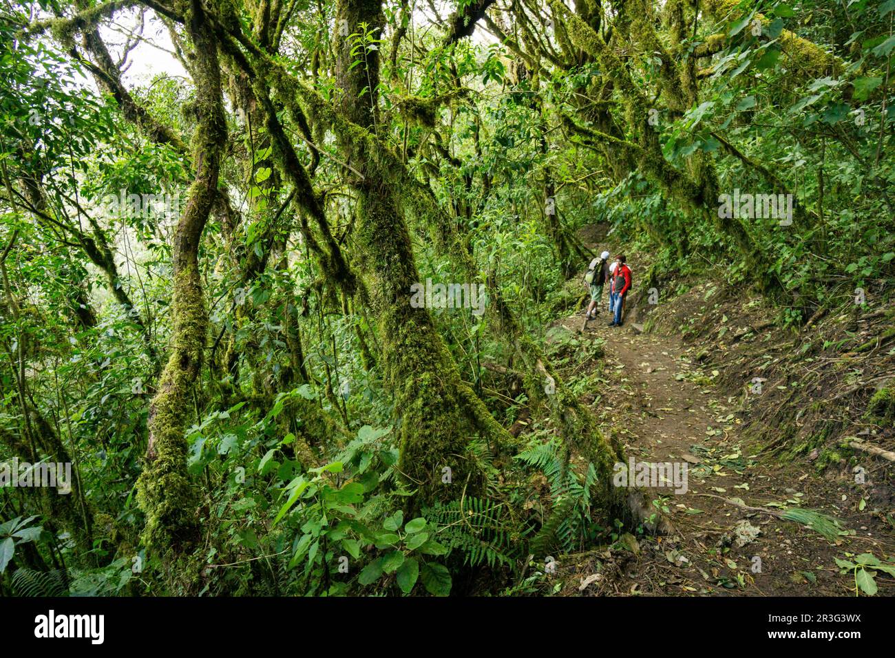 Bosque Nuboso de Las Laderas del Volcán Tolimán, Lago de Atitlán, Guatemala, Mittelamerika. Stockfoto