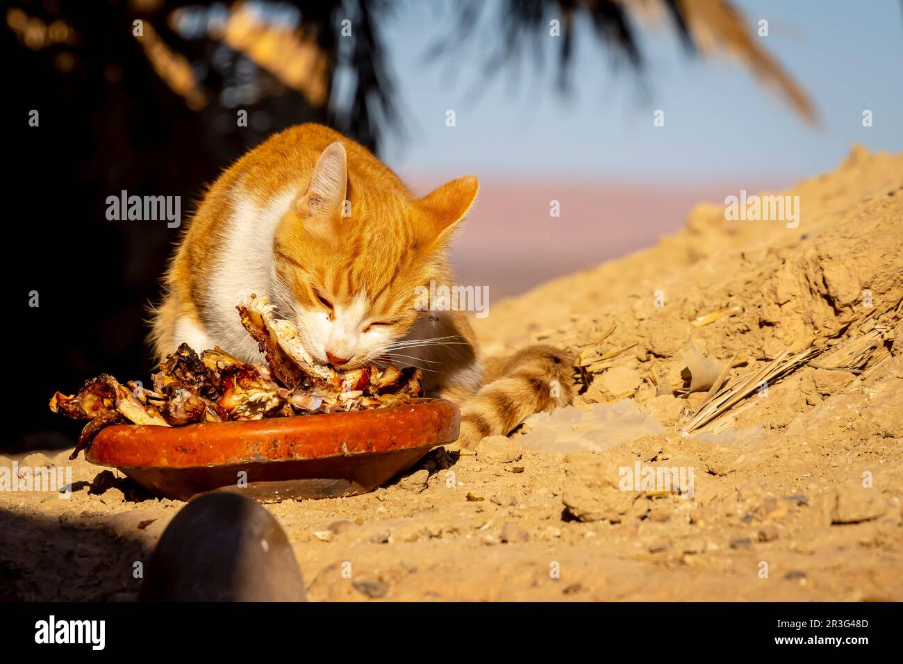 Eine kleine Stray Cat isst Reste Aus Einem Restaurant in Marokko, Afrika Stockfoto