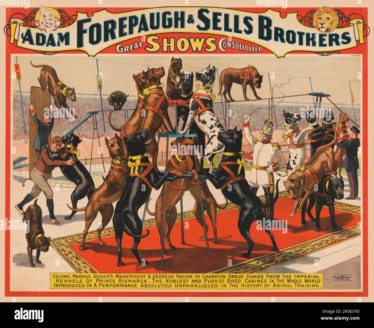Das klassische Poster Adam Forepaugh und Sells Brothers Circus zeigt die Great Dänen, die um 1898 Uhr mit dem Trainer auftreten. Stockfoto