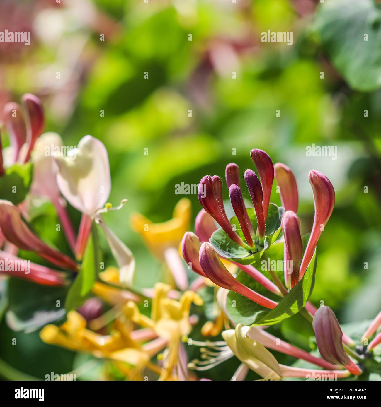 Blumenhintergrund. Rosa Geißblatt-Knospen und Blumen in einem sonnigen Garten. Lonicera caprifolium, woodbine in Blüte. Stockfoto