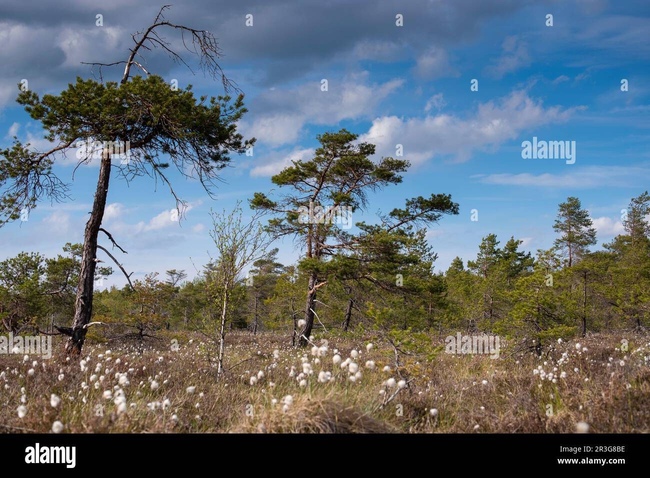 Frühling im Schwarzen Moor im RhÃ¶n Stockfoto