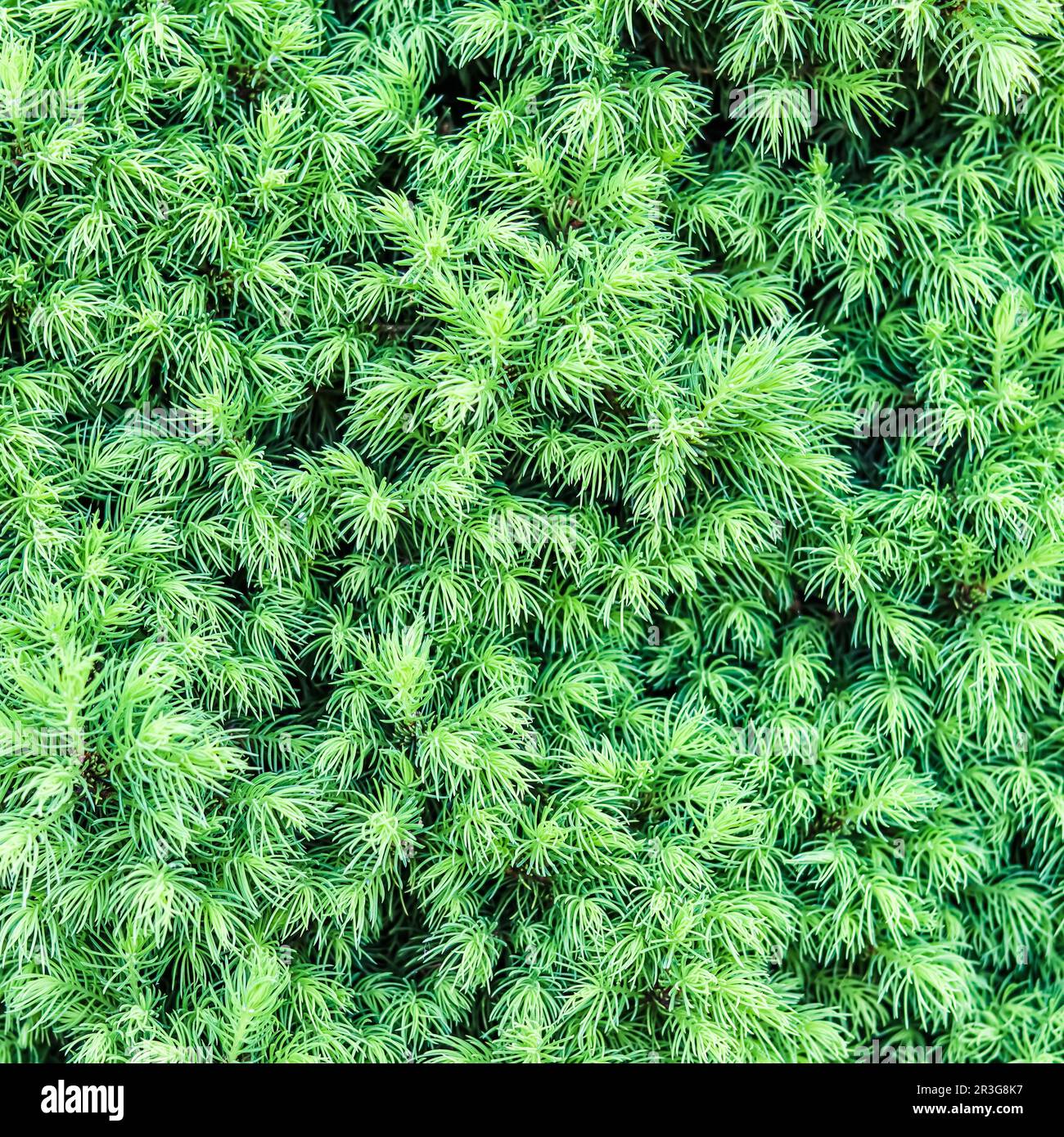 Hintergrundinformationen zu den Dreharbeiten der kanadischen Fichte Conica im Frühjahr. Dekorativer immergrüner Nadelbaum Stockfoto
