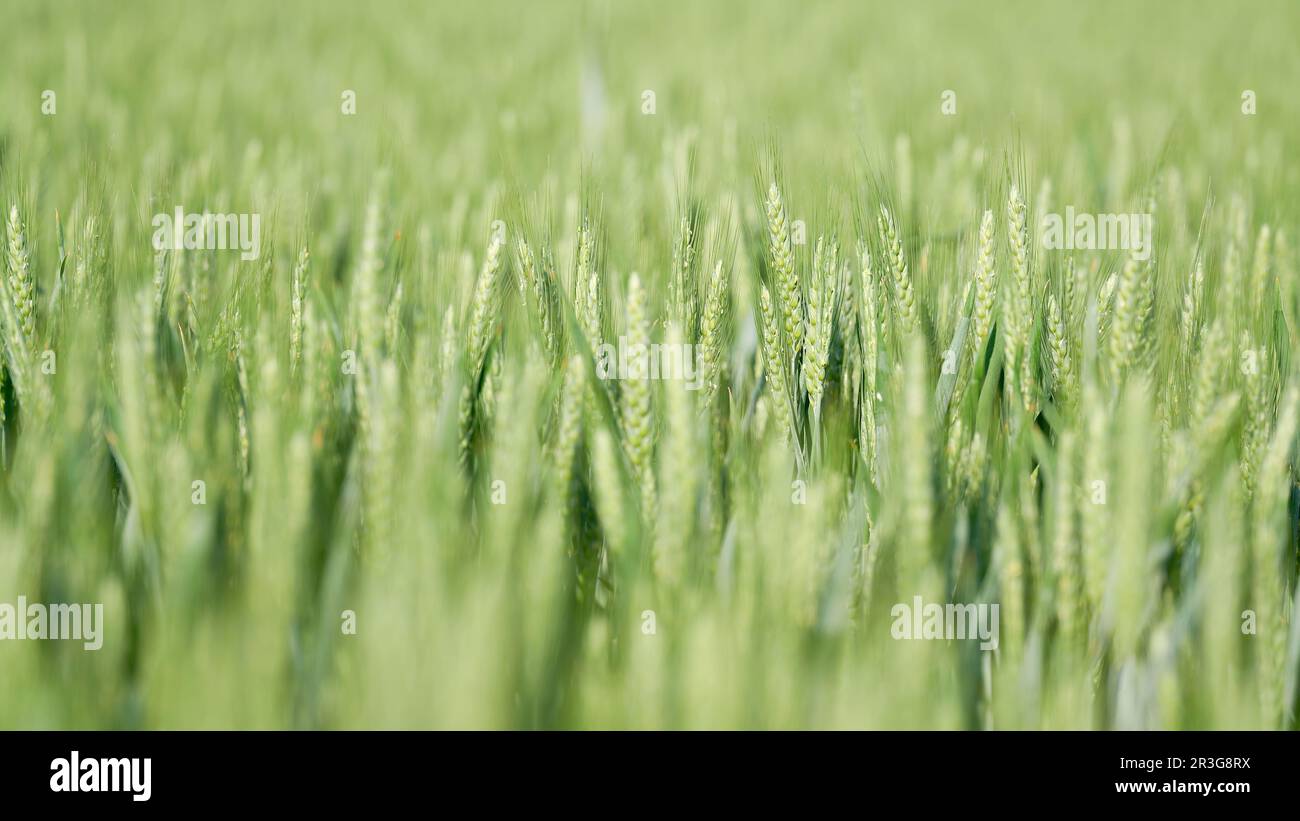 Gerste im unreifen grünen Zustand auf einem Feld im Frühsommer Stockfoto