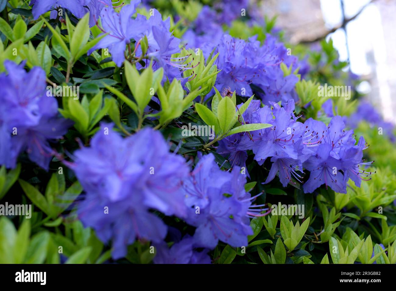 Ein erstaunlicher, niedrig wachsender immergrüner Strauch, der im Frühling mit blauen Blumen blüht. Es gedeiht in sonnigen Gegenden. Es ist als Zwergrhododendron klassifiziert. Sehr kleine Blätter Rhododendron-blauer Diamant Stockfoto