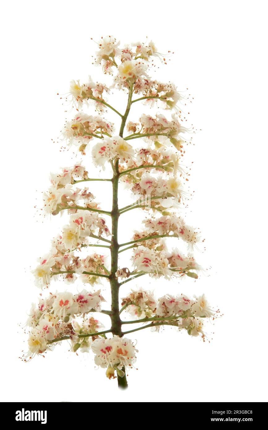 Blüten eines Kastanienbaums auf Weiß Stockfoto