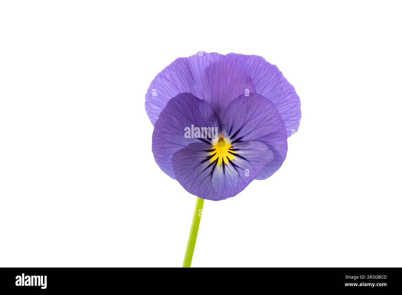 Viola cornuta isoliert auf weißem Hintergrund Stockfoto