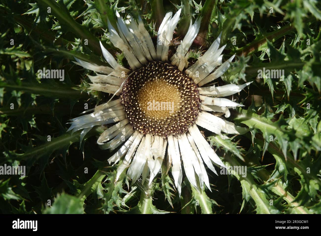 Carlina acaulis, Silberdistel Stockfoto
