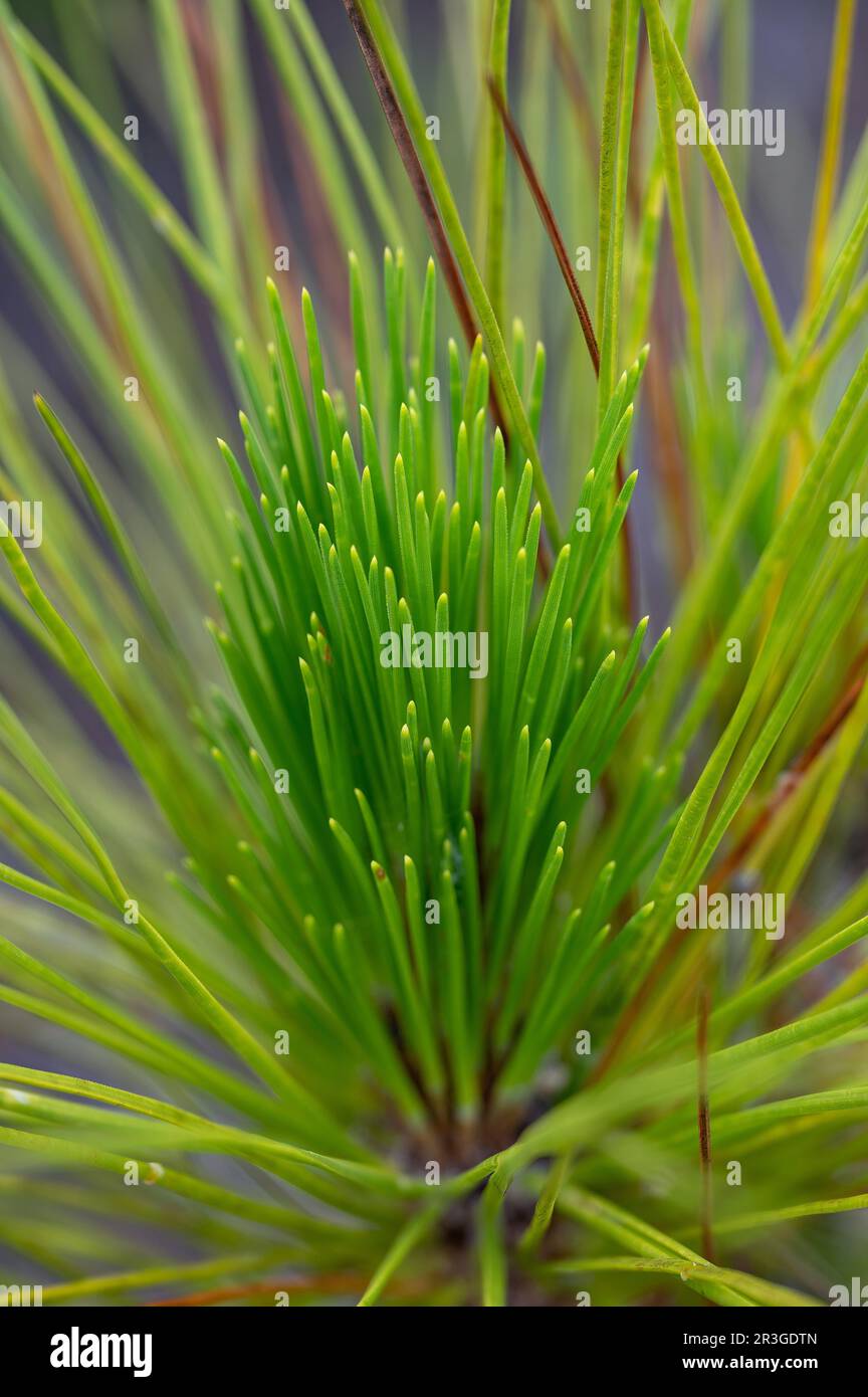 Details zum neuen Wachstum von Florida Slash Pine - Pinus elliottii - im Everglades-Nationalpark, Florida. Stockfoto