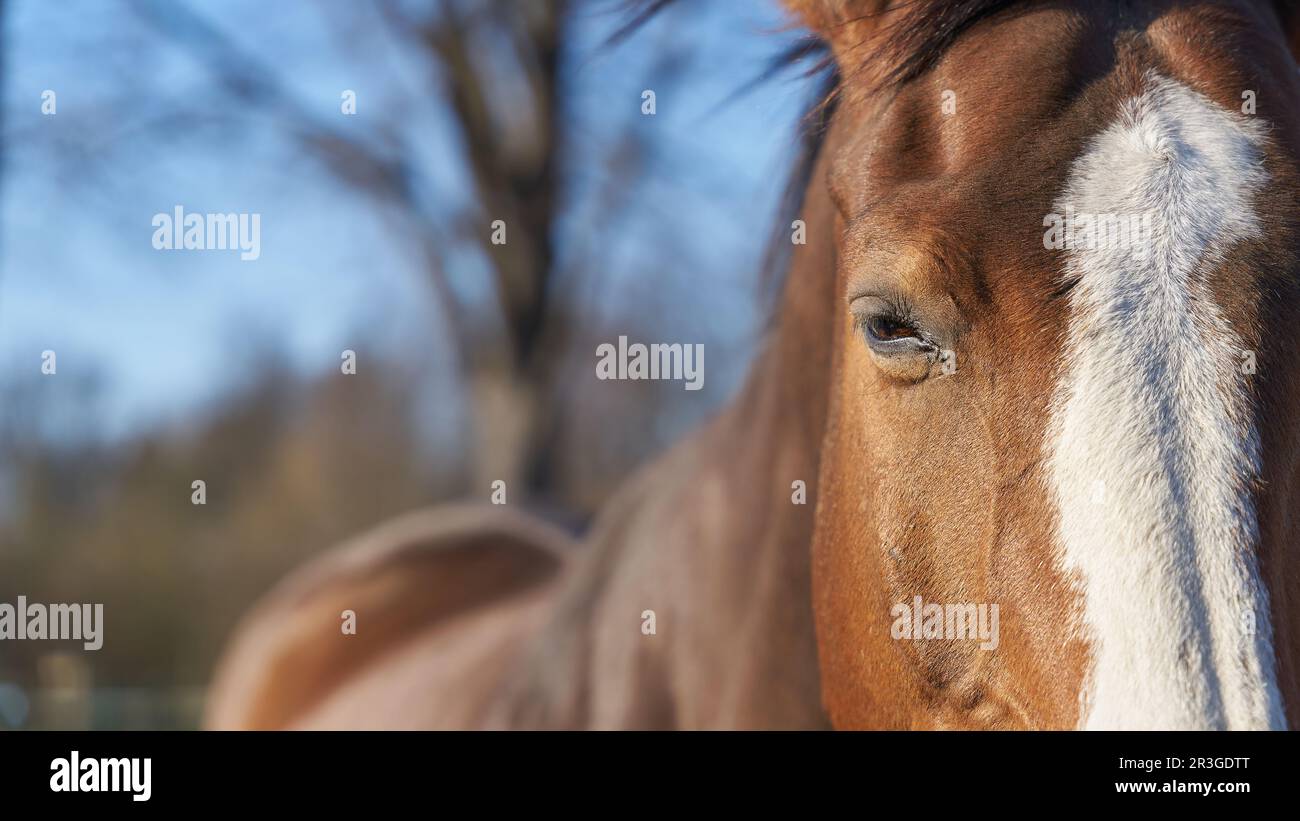 Nahaufnahme des Pferdekopfes mit Platz für Text auf der linken Seite Stockfoto