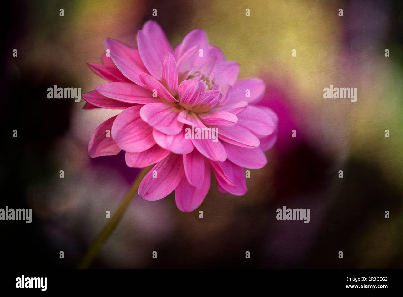 Einzelne dhalia-Blume mit Texturüberzug Stockfoto