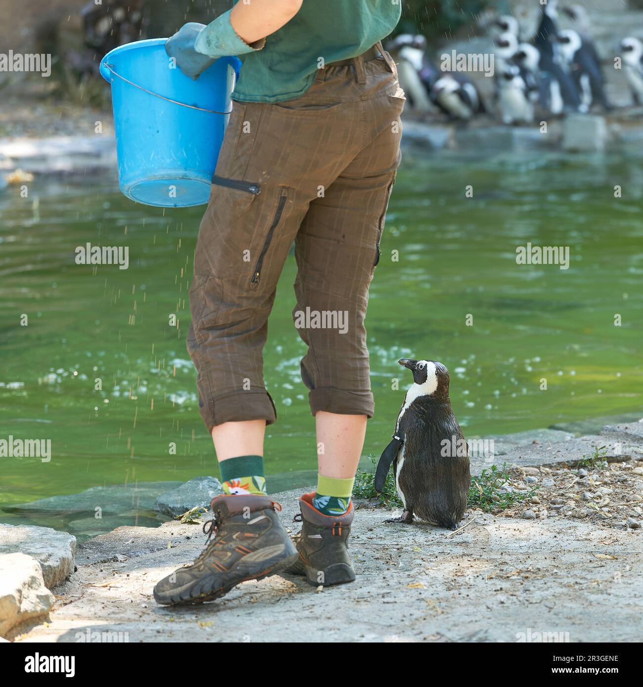 Einzelner Pinguin, der während einer Fütterung auf einen Fisch wartet Stockfoto