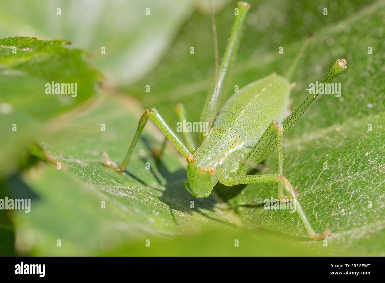 Grünes Heupferd Stockfoto
