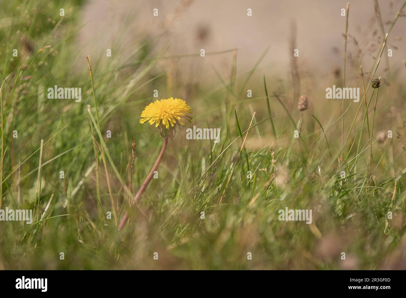 Löwenzahn Stockfoto