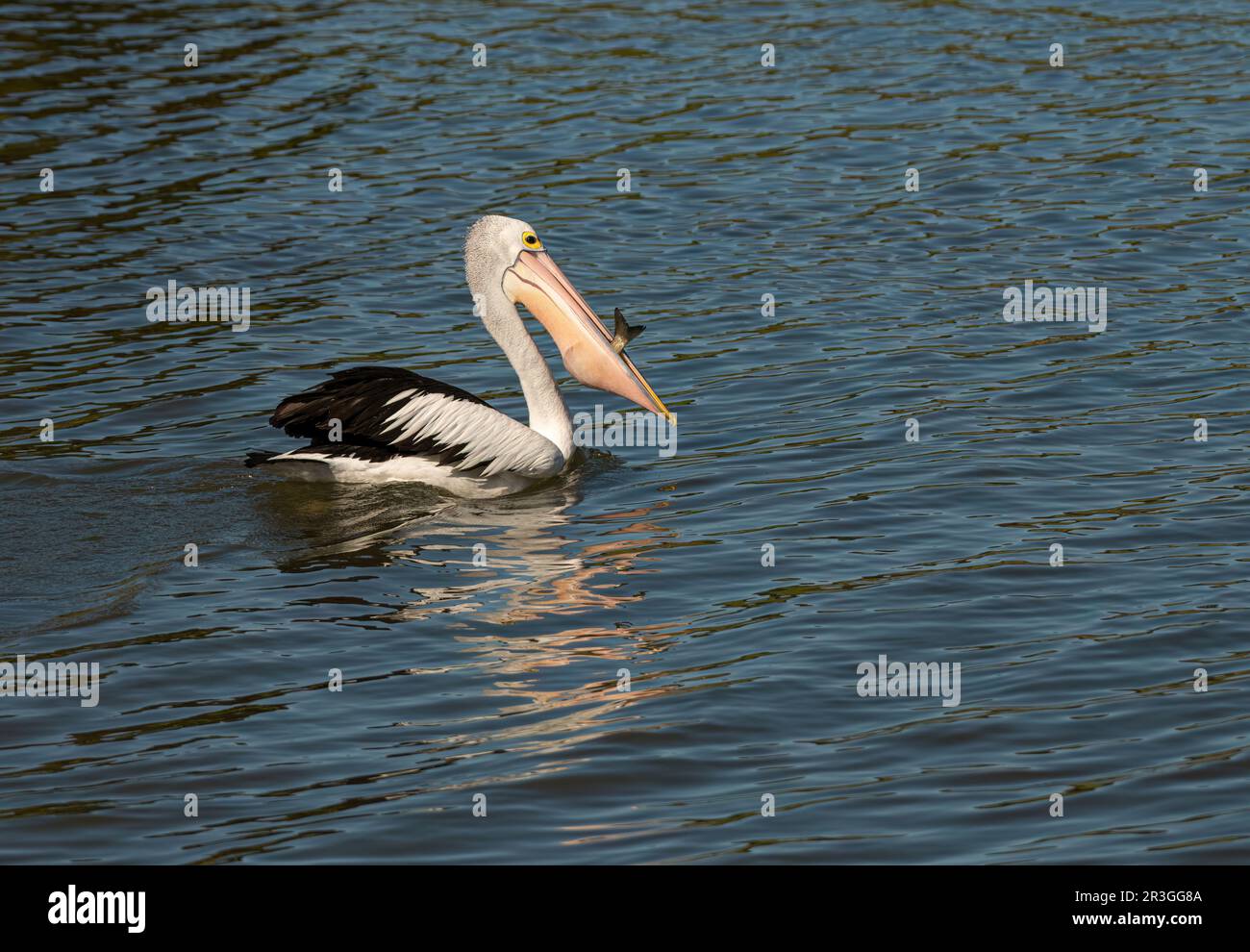 Australischer Pelikan (Pelecanus conspicillatus) mit einem Fisch, den er gefangen hat. Stockfoto