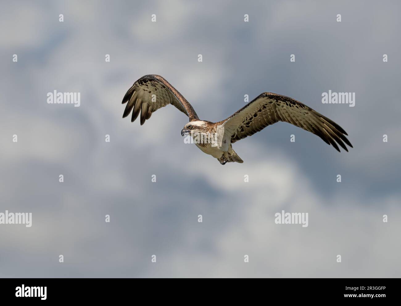 Östlicher Fischadler (Pandion haliaetus cristatus) Greifvogel im Flug mit einem wolkigen Himmelshintergrund. Stockfoto