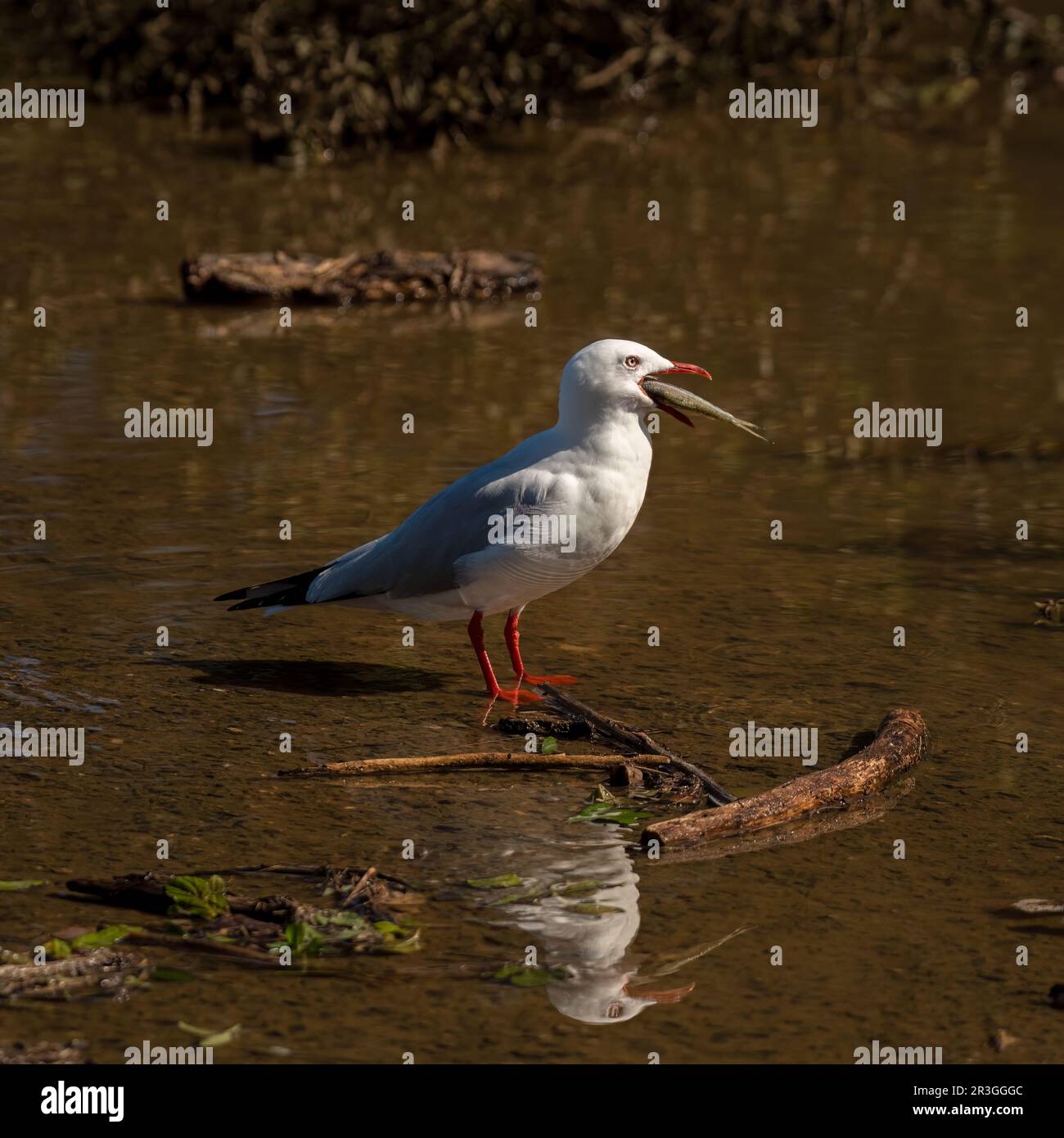 Die Silbermöwe (Chroicocephalus novaehollandiae) mit einem Fisch ist die häufigste Möwe Australiens. Es wurde überall auf dem Kontinent gefunden. Stockfoto