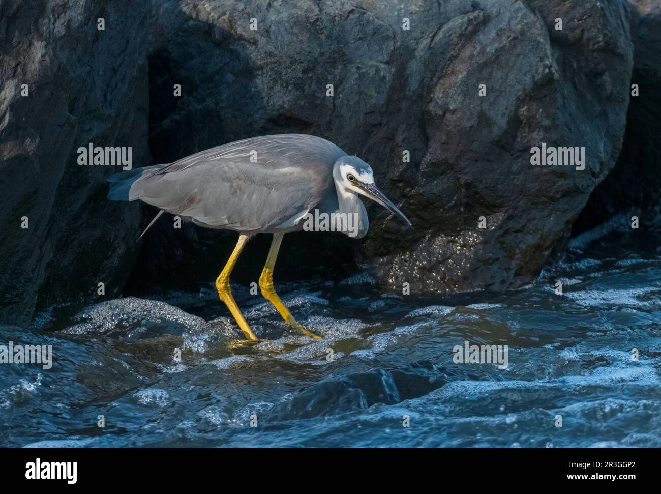 Der Weißkauenreiher (Egretta novaehollandiae) ist ein mittelgroßer Reiher, blass, leicht bläulich-grau, mit gelben Beinen und weißen Gesichtsmarkierungen. Stockfoto