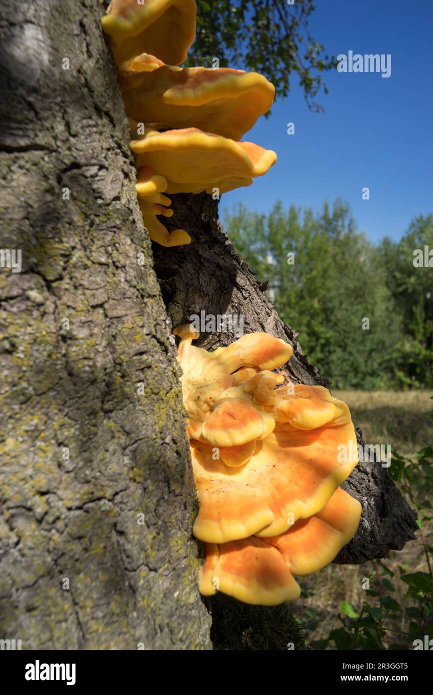 Frisches Huhn aus dem Wald Stockfoto