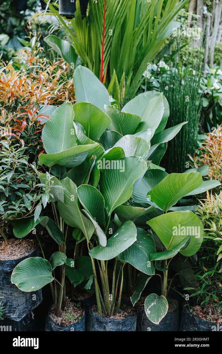 Porträt- oder vertikale Aufnahme eines Bündels Calathea Lutea auf einer Polytasche mit Bokeh oder verschwommenem Hintergrund Stockfoto