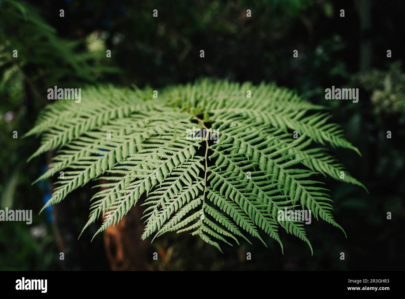 Nahaufnahme einer Polypodiopsida oder Polypodiophyta oder normalerweise als Fern-Blätter bezeichneten Blätter mit Bokeh, Weichfokus oder verschwommenem Hintergrund Stockfoto