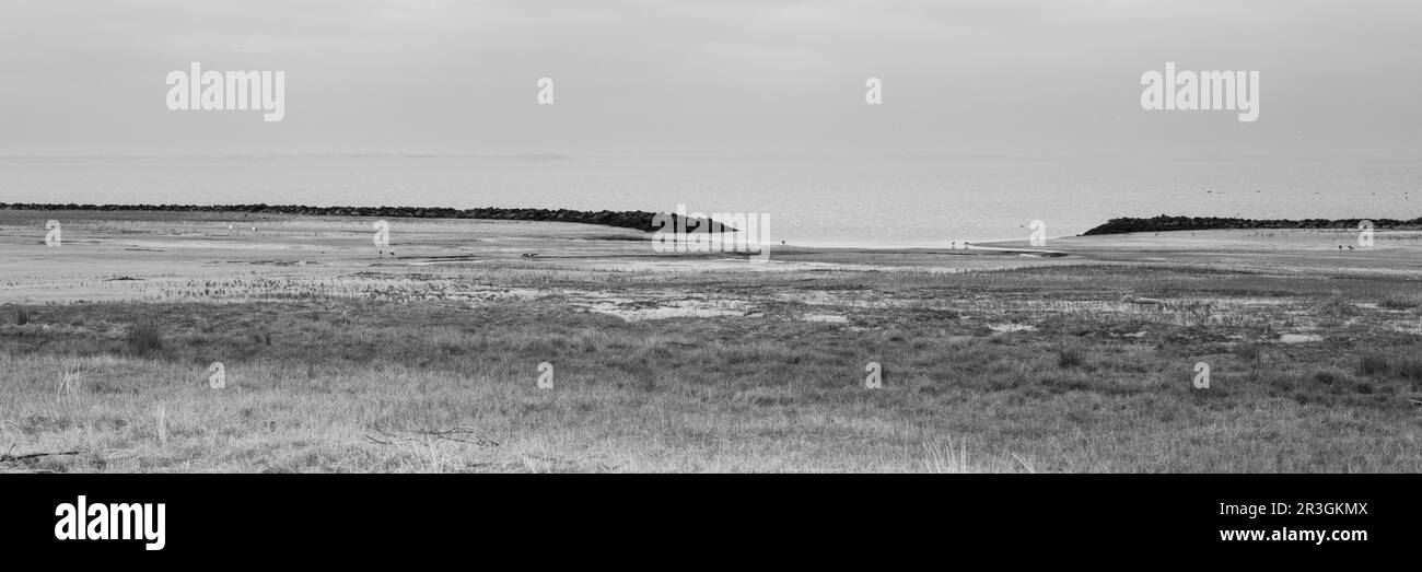 Salzwiesen am Wattenmeer Stockfoto