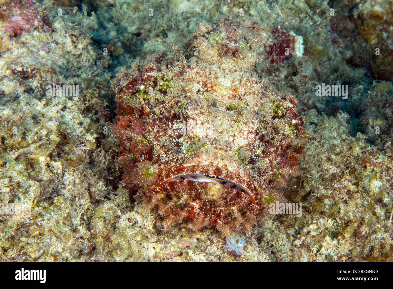 Falscher Steinfisch (Scorpaenopsis diabolus), getarnt wie tote Korallen, liegt auf dem Grund des Korallenriffs und lauert nach Beute, Indischer Ozean, Mauritius Stockfoto