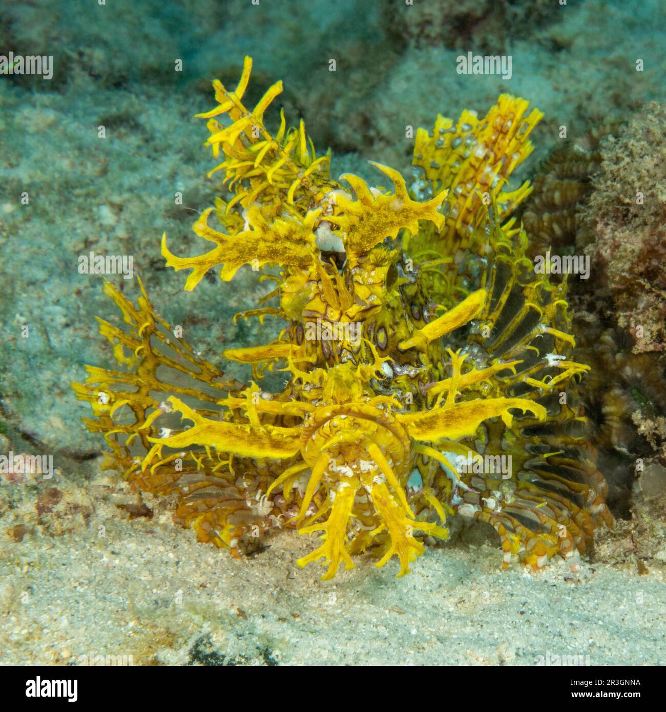 Gelber Popeyed Skorpionfish (Rhinopias frondosa) mit Tarnung von Körperanhängen wie Ränder in lauernder Position, die auf Beute warten, Indischer Ozean Stockfoto