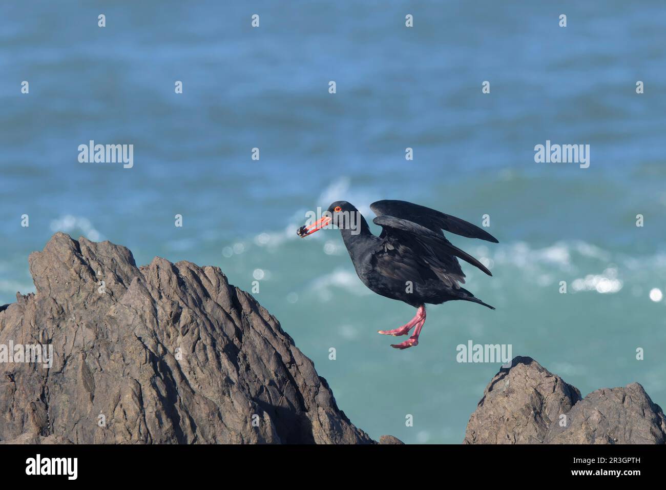 Afrikanischer Austernfischer (Haematopus moquini), der über Felsen fliegt, Kapstadt, Südafrika Stockfoto