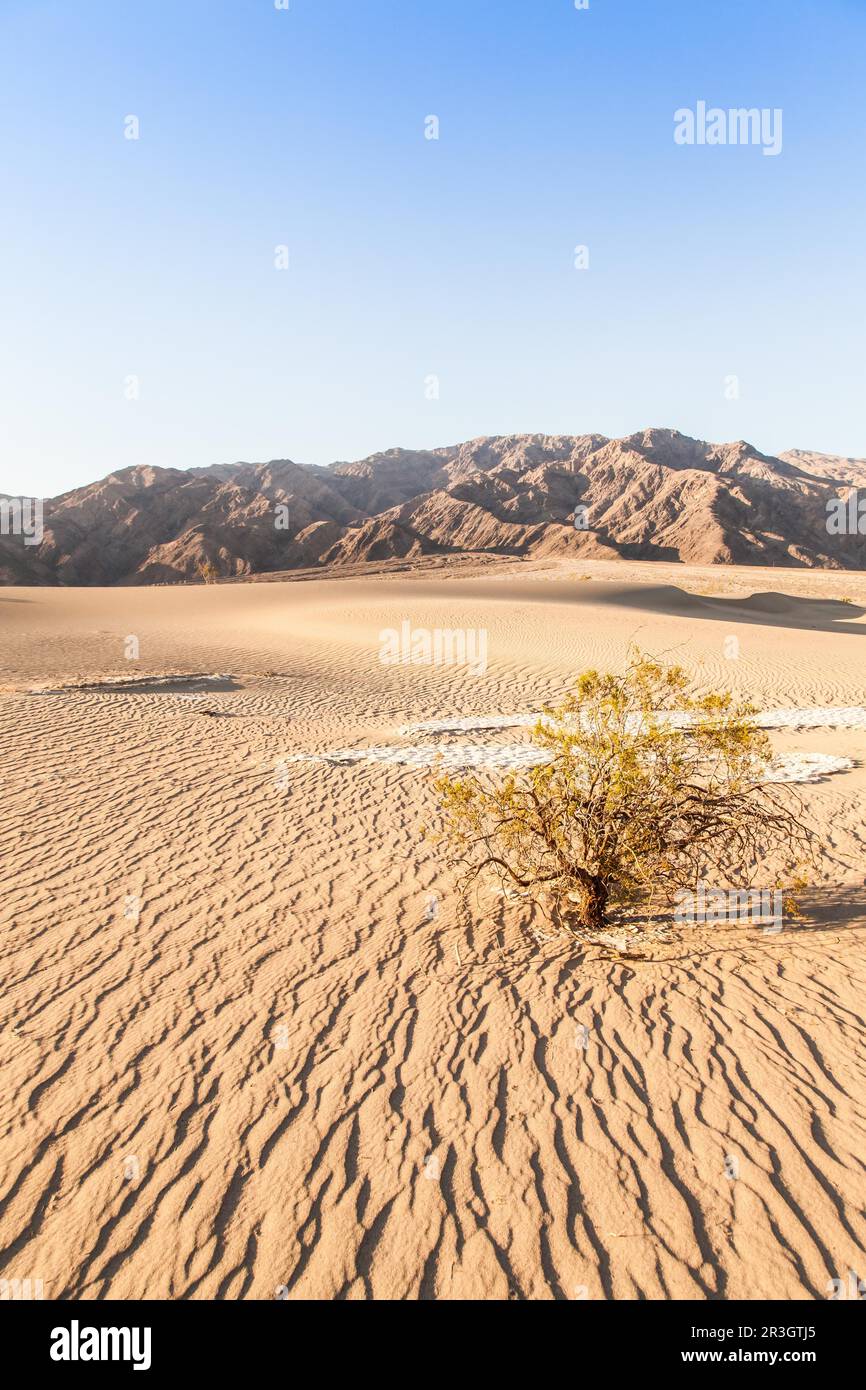 Sanddünen im Death Valley Wüste - California Mesquite flach Stockfoto