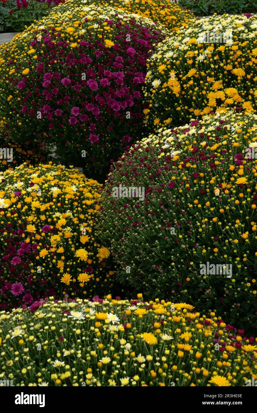 Farbenfrohe Gartenchrysanthemen Stockfoto