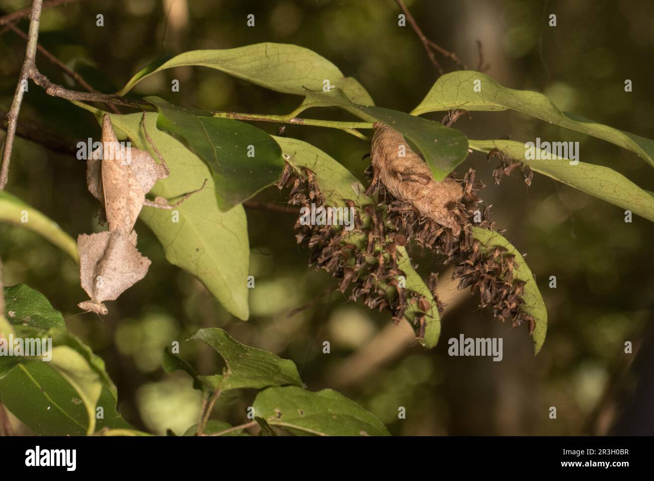 Seltene Schildmantis (Brancsikia freyi) mit Otheca und frisch geschlüpften Jungen, Ankarafantsika, Nordwesten Madagaskars, Madagaskar, Ostafrika Stockfoto