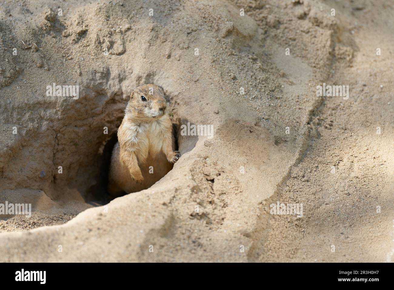 Wachsamer Präriehund, Cynomys ludovicianus schaut aus seiner Höhle und hält Ausschau nach Feinden Stockfoto
