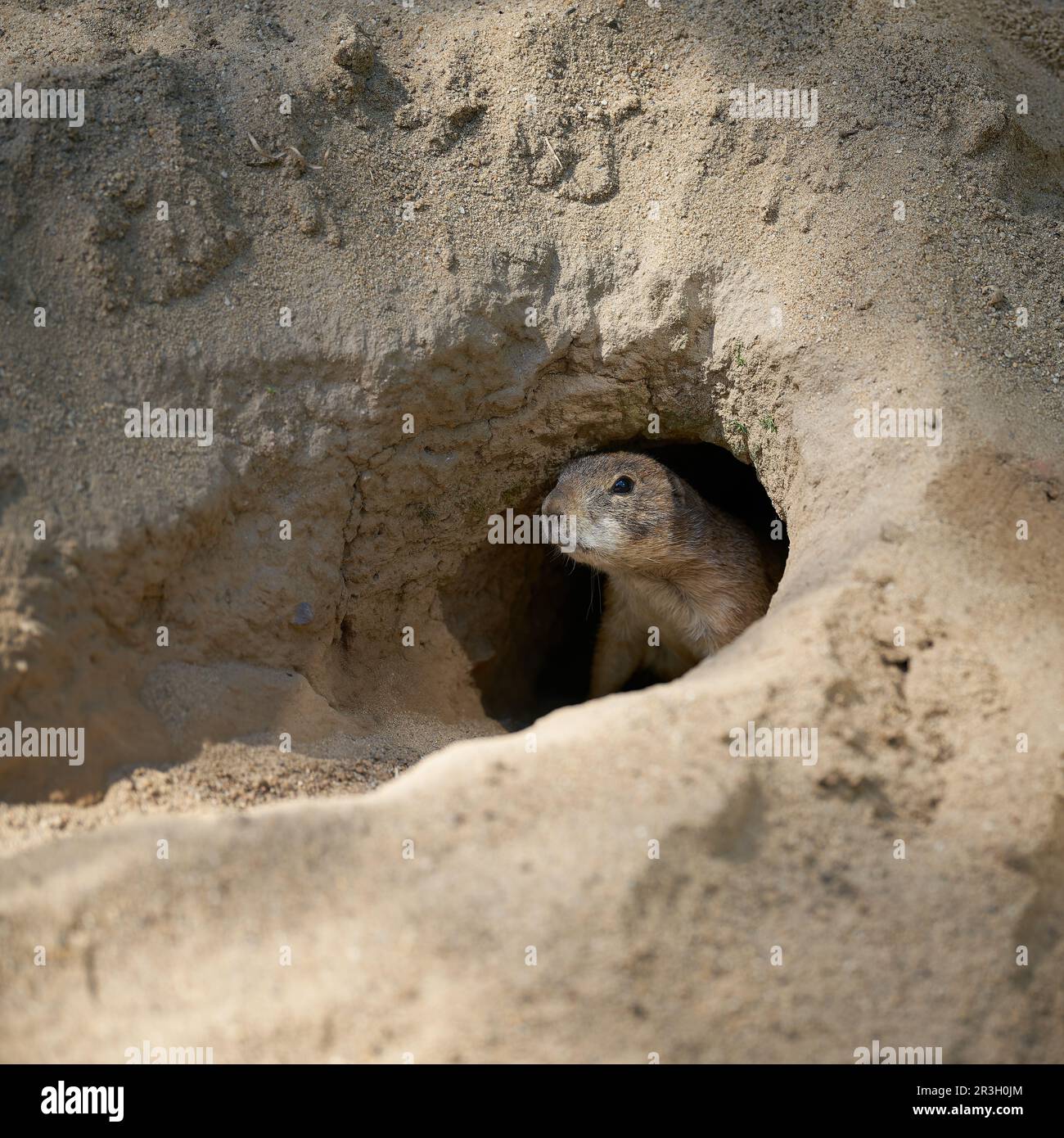 Wachsamer Präriehund, Cynomys ludovicianus schaut aus seiner Höhle und hält Ausschau nach Feinden Stockfoto