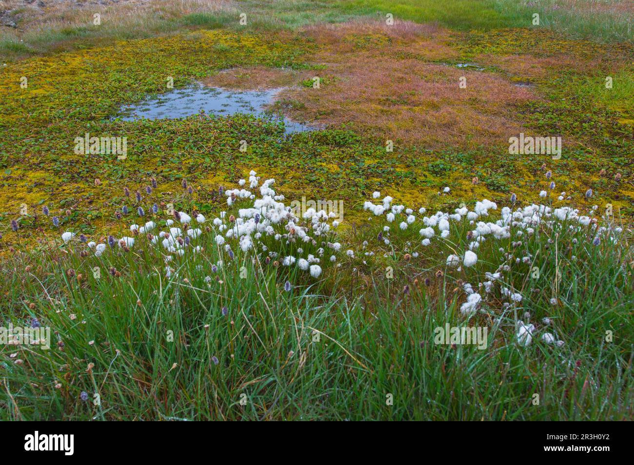 Arktisches Baumwollgras (Eriophorum scheuchzeri ssp. Arcticum), Tundra, Mammoth River, Wrangel Island, Russisch Fernost, Unesco-Weltkulturerbe Stockfoto