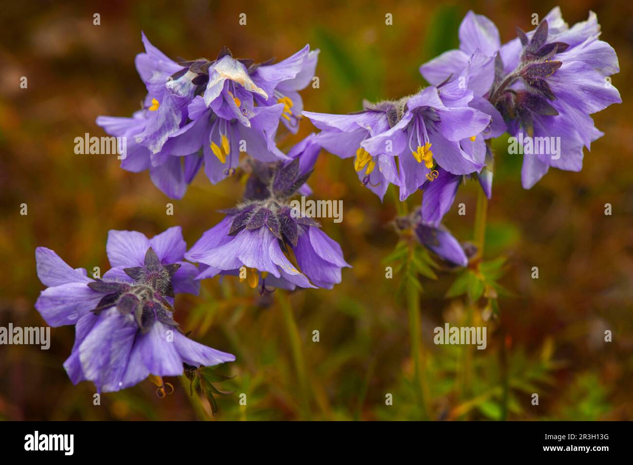 Boreal boreal jacobs-Leiter (Polemonium boreale), Wrangel Island, Russischer Fernost, UNESCO-Weltkulturerbe Stockfoto