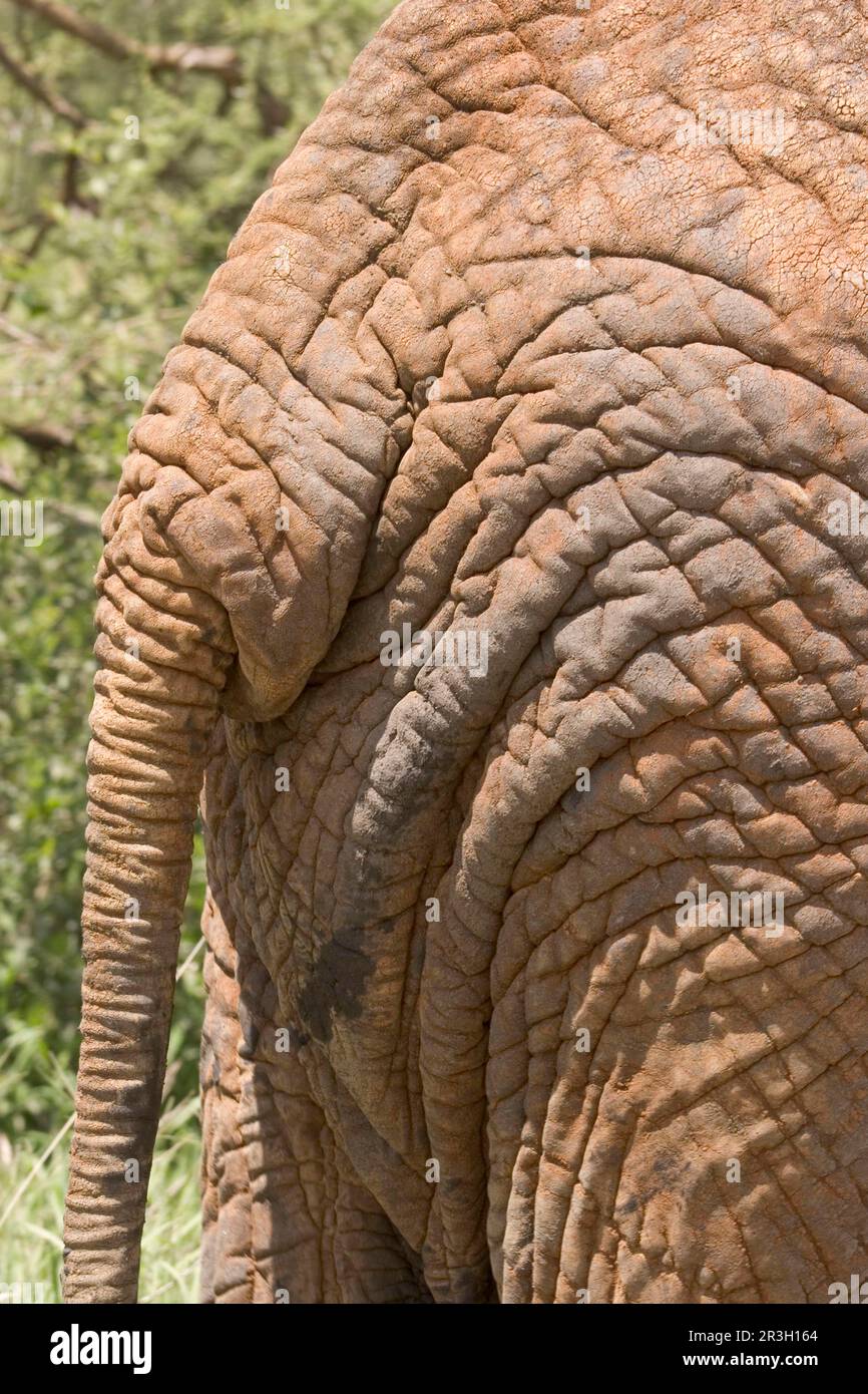 Afrikanischer Elefant (Loxodonta africana), Hinterkopfhaut, Patten, Falten, Tierhaut, Schwanz, Boden, Hautdetail, Schwanz Stockfoto