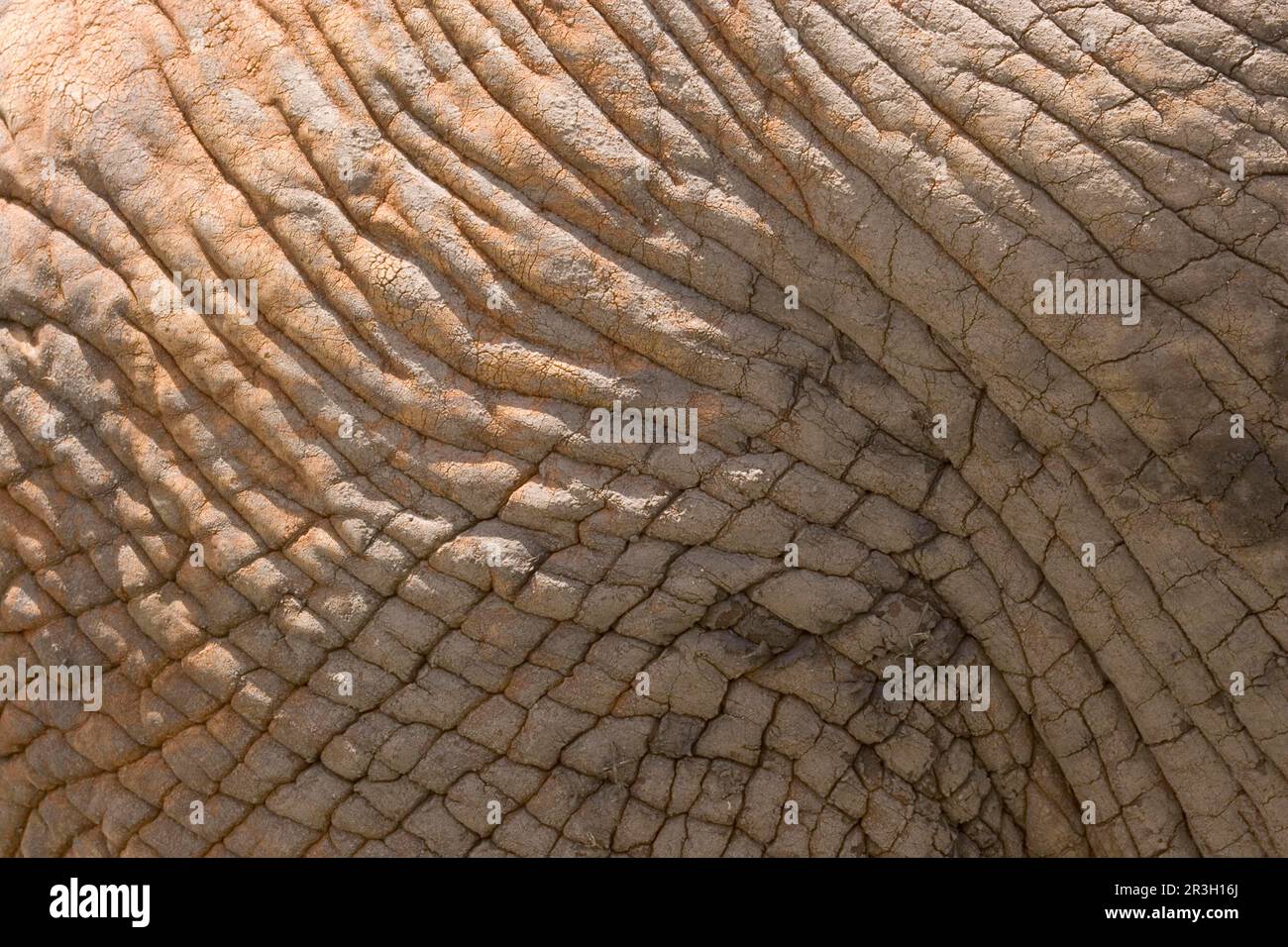 Afrikanischer Elefant (Loxodonta africana), Haut, Patten, Falten, Tierhaut, Hautdetail Stockfoto