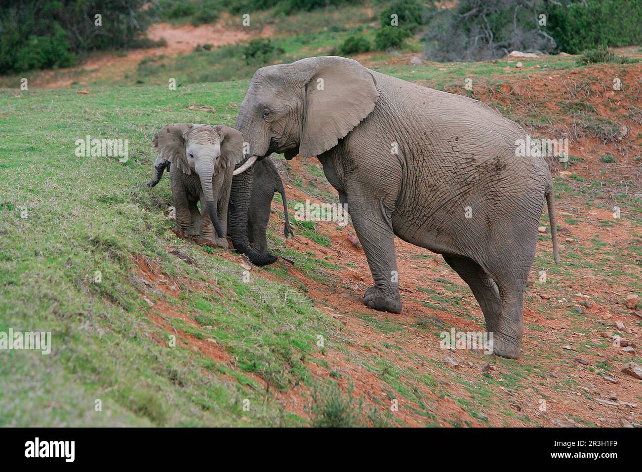 Afrikanischer Elefant (Loxodonta africana) Elefant, Elefanten, Säugetiere, Tiere Elefant weiblich mit Kälbern, stehend am Hang, Shamwari-Spiel Stockfoto