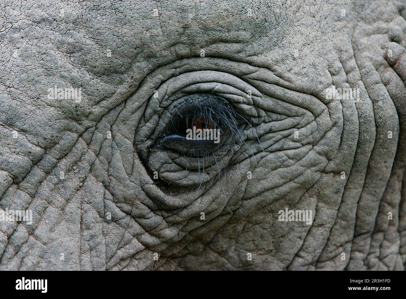 Afrikanischer Elefant (Loxodonta africana) Elefant, Elefanten, Säugetiere, Tiere Elefant ausgewachsen, Nahaufnahme des Auges, Shamwari Wildreservat, Ostkap Stockfoto