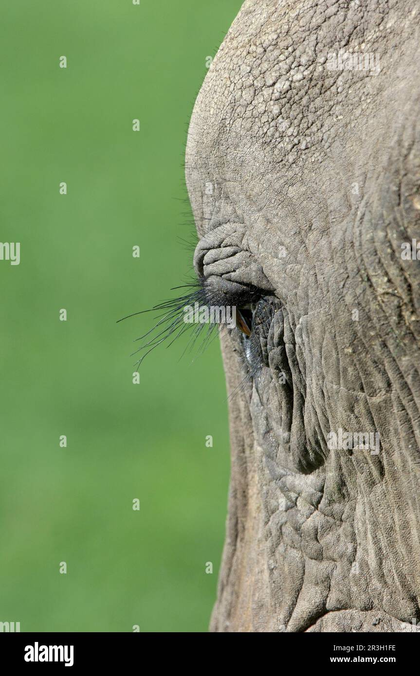 Afrikanischer Elefant (Loxodonta africana) Elefant, Elefanten, Säugetiere, Tiere Elefant Erwachsene, Nahaufnahme von Auge und Wimpern, Masai Mara, Kenia Stockfoto