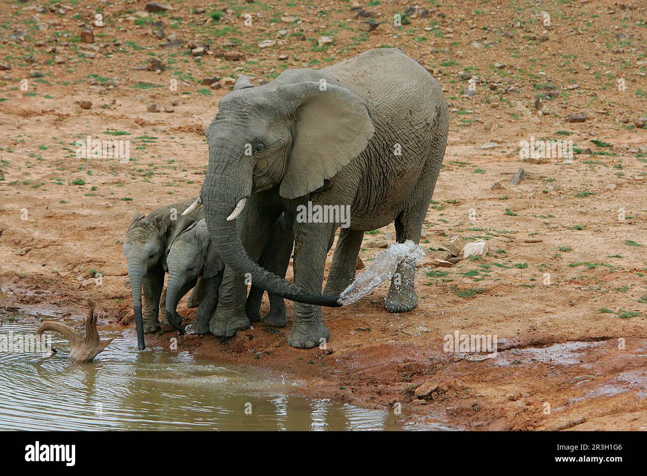 Afrikanischer Elefant (Loxodonta africana) Elefanten, Elefanten, Säugetiere, Tiere Elefant weiblich mit Kälbern, am Wasserloch, Shamwari Wildreservat Stockfoto