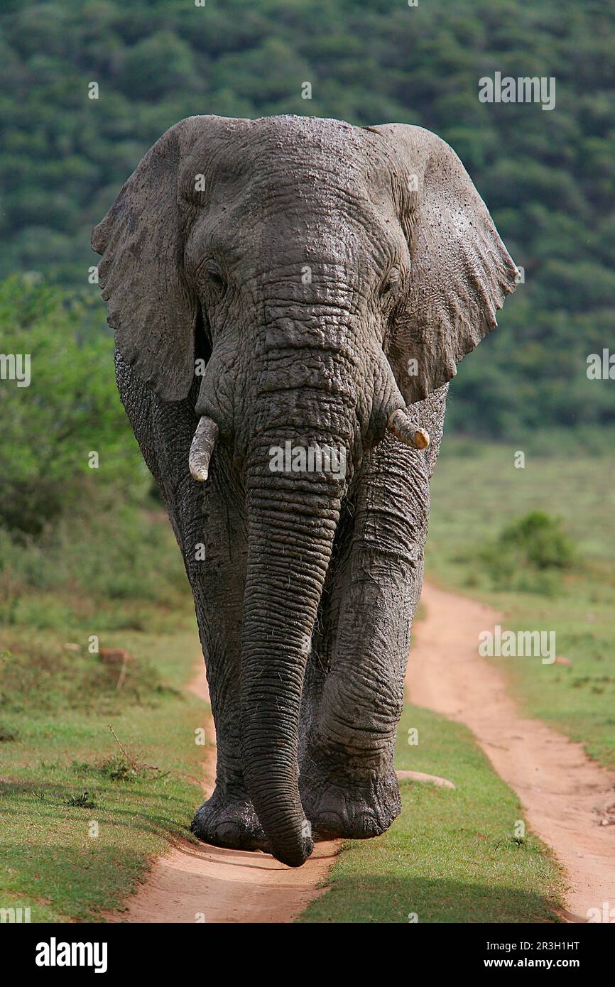 Afrikanischer Elefant (Loxodonta africana) Elefant, Elefanten, Säugetiere, Tiere Elefant männlich, Wanderweg, Shamwari Wildreservat, östlich Stockfoto