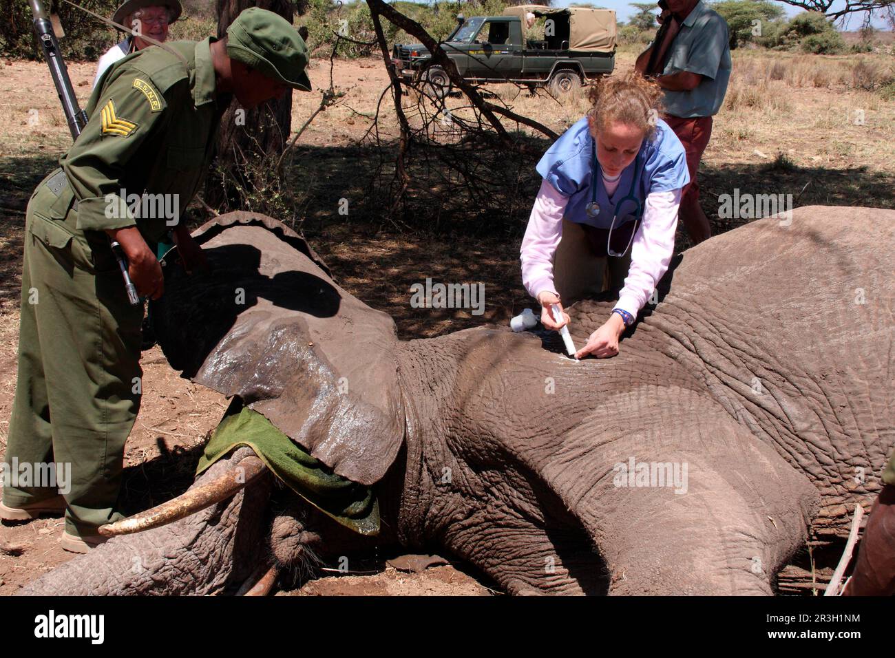 Afrikanischer Elefant (Loxodonta africana) Elefanten, Elefanten, Säugetiere, Tiere Elefanten ausgewachsen, betäubt und mit Schusswunden, die vom Tierarzt behandelt wurden Stockfoto