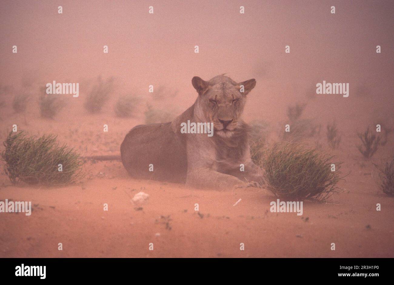 Afrikanischer Löwe Nische Löwe Löwe, Löwe (Panthera leo), Raubtiere, Säugetiere, Tiere, Der Löwe liegt auf Sand im Sandsturm, Kalahari Gemsbok NP Stockfoto