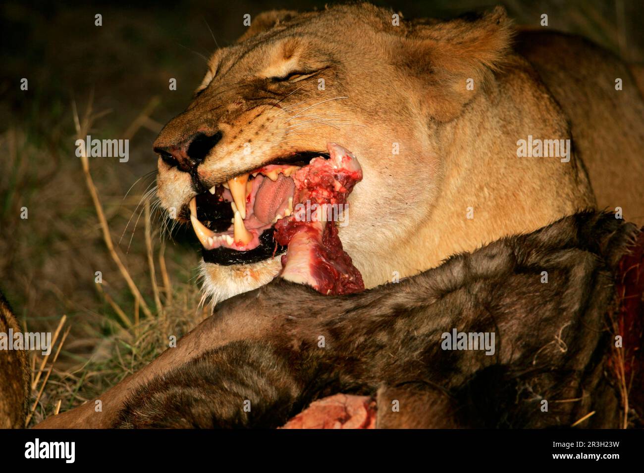 Afrikanische Löwin Löwe, Löwe (Panthera leo), Großkatzen, Raubtiere, Säugetiere, Tiere, Löwenweibchen, die sich von Wildebeest ernähren, mit Karnassienzähnen Stockfoto